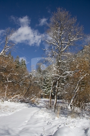 To use this stock image in your creative project, please select the size you need over to the right and click the "Add to Cart" button.
Your downloaded image will come with the Cutcaster watermark removed so don’t worry about the watermark you see on this page. Winter stock photo, View of pine trees right after a snow storm with deep blue sky's by Mark Smith
