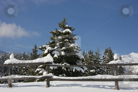 To use this stock image in your creative project, please select the size you need over to the right and click the "Add to Cart" button.
Your downloaded image will come with the Cutcaster watermark removed so don’t worry about the watermark you see on this page. Snow and Sky 3 stock photo, View of pine trees right after a snow storm With a wood fence in the foreground with deep blue sky's by Mark Smith
