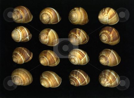 To use this stock image in your creative project, please select the size you need over to the right and click the "Add to Cart" button.
Your downloaded image will come with the Cutcaster watermark removed so don’t worry about the watermark you see on this page. Escargot stock photo, Many fresh organic escargot shells isolated on black background by Christian Slanec