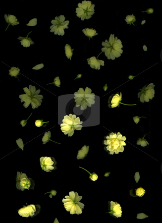 To use this stock image in your creative project, please select the size you need over to the right and click the "Add to Cart" button.
Your downloaded image will come with the Cutcaster watermark removed so don’t worry about the watermark you see on this page. Spring Petals stock photo, Yellow rose petals floating on black background by Christian Slanec