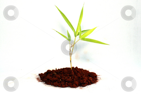 To use this stock image in your creative project, please select the size you need over to the right and click the "Add to Cart" button.
Your downloaded image will come with the Cutcaster watermark removed so don’t worry about the watermark you see on this page. New plant stock photo, A new plant by Nurul Huda