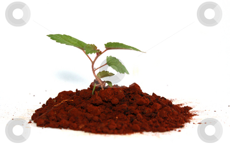 To use this stock image in your creative project, please select the size you need over to the right and click the "Add to Cart" button.
Your downloaded image will come with the Cutcaster watermark removed so don’t worry about the watermark you see on this page. New plant stock photo, A new plant by Nurul Huda