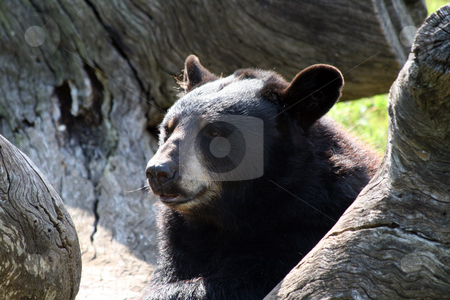 To use this stock image in your creative project, please select the size you need over to the right and click the "Add to Cart" button.
Your downloaded image will come with the Cutcaster watermark removed so don’t worry about the watermark you see on this page. Bear stock photo, An adult bear resting on a tree. by Brandon Seidel
