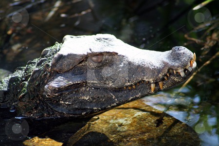 To use this stock image in your creative project, please select the size you need over to the right and click the "Add to Cart" button.
Your downloaded image will come with the Cutcaster watermark removed so don’t worry about the watermark you see on this page. Crocodile stock photo, A crocodile with his head out of the water. by Brandon Seidel