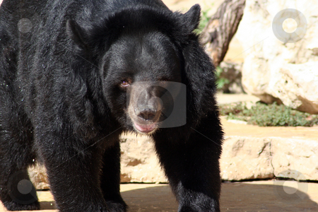 To use this stock image in your creative project, please select the size you need over to the right and click the "Add to Cart" button.
Your downloaded image will come with the Cutcaster watermark removed so don’t worry about the watermark you see on this page. Black Bear stock photo, A black bear in the zoo walking closer. by Brandon Seidel
