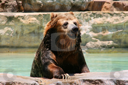 To use this stock image in your creative project, please select the size you need over to the right and click the "Add to Cart" button.
Your downloaded image will come with the Cutcaster watermark removed so don’t worry about the watermark you see on this page. Bear stock photo, An adult bear coming out of the water. by Brandon Seidel
