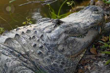 To use this stock image in your creative project, please select the size you need over to the right and click the "Add to Cart" button.
Your downloaded image will come with the Cutcaster watermark removed so don’t worry about the watermark you see on this page. Alligator stock photo, An alligator head close up in the wild by Brandon Seidel