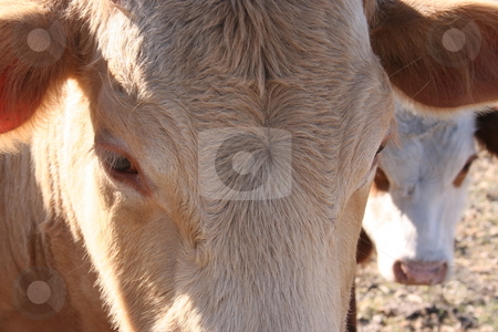 To use this stock image in your creative project, please select the size you need over to the right and click the "Add to Cart" button.
Your downloaded image will come with the Cutcaster watermark removed so don’t worry about the watermark you see on this page. Cow Eyes stock photo, A cow's eyes. by Brandon Seidel