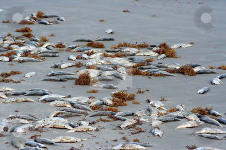 To use this stock image in your creative project, please select the size you need over to the right and click the "Add to Cart" button.
Your downloaded image will come with the Cutcaster watermark removed so don’t worry about the watermark you see on this page. Dead Fish on the Beach stock photo, A lot of dead fish on the beach by Brandon Seidel