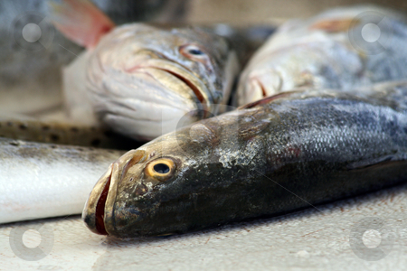 To use this stock image in your creative project, please select the size you need over to the right and click the "Add to Cart" button.
Your downloaded image will come with the Cutcaster watermark removed so don’t worry about the watermark you see on this page. Fresh Fish on Ice stock photo, Some fresh bay fish on ice getting ready to cook by Brandon Seidel