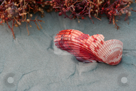 To use this stock image in your creative project, please select the size you need over to the right and click the "Add to Cart" button.
Your downloaded image will come with the Cutcaster watermark removed so don’t worry about the watermark you see on this page. Broken Sea Shell stock photo, A broken red sea shell on the beach next to some sea weed. by Brandon Seidel