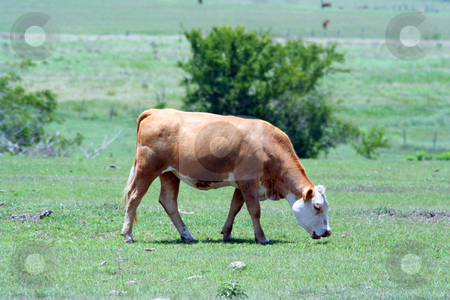 To use this stock image in your creative project, please select the size you need over to the right and click the "Add to Cart" button.
Your downloaded image will come with the Cutcaster watermark removed so don’t worry about the watermark you see on this page. A Tan Cow Grazing stock photo, A tan cow grazing on a farm. by Brandon Seidel