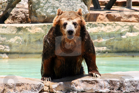 To use this stock image in your creative project, please select the size you need over to the right and click the "Add to Cart" button.
Your downloaded image will come with the Cutcaster watermark removed so don’t worry about the watermark you see on this page. Bear stock photo, An adult bear coming out of the water. by Brandon Seidel