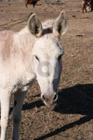 To use this stock image in your creative project, please select the size you need over to the right and click the "Add to Cart" button.
Your downloaded image will come with the Cutcaster watermark removed so don’t worry about the watermark you see on this page. Donkey stock photo, A donkey on a farm. by Brandon Seidel