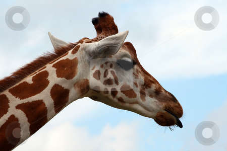To use this stock image in your creative project, please select the size you need over to the right and click the "Add to Cart" button.
Your downloaded image will come with the Cutcaster watermark removed so don’t worry about the watermark you see on this page. Giraffe Tongue stock photo, An adult giraffe with his tongue out. Great color and detail. Will make awesome prints. by Brandon Seidel