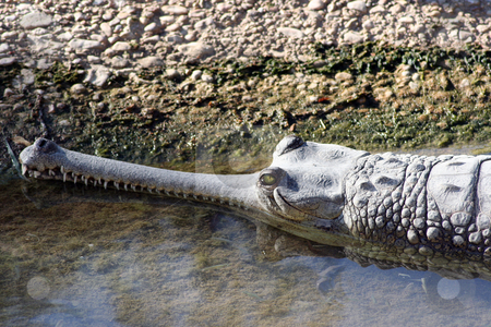 To use this stock image in your creative project, please select the size you need over to the right and click the "Add to Cart" button.
Your downloaded image will come with the Cutcaster watermark removed so don’t worry about the watermark you see on this page. Crocodile stock photo, A crocodile head shot at the zoo. by Brandon Seidel