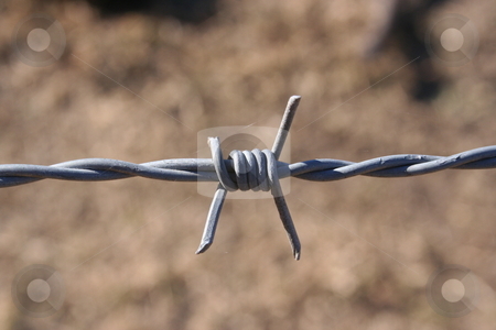 To use this stock image in your creative project, please select the size you need over to the right and click the "Add to Cart" button.
Your downloaded image will come with the Cutcaster watermark removed so don’t worry about the watermark you see on this page. Barbed Wire stock photo, A strand of barbed wire between two fence posts. Wire is fairly new with spider webs on it. by Brandon Seidel
