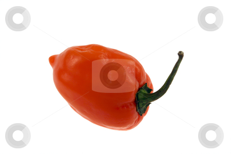 To use this stock image in your creative project, please select the size you need over to the right and click the "Add to Cart" button.
Your downloaded image will come with the Cutcaster watermark removed so don’t worry about the watermark you see on this page. Habanero pepper stock photo, A habanero pepper isolated on a white background by Brandon Seidel