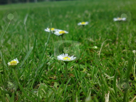 To use this stock image in your creative project, please select the size you need over to the right and click the "Add to Cart" button.
Your downloaded image will come with the Cutcaster watermark removed so don’t worry about the watermark you see on this page. Scattered Daisies stock photo, by Jack Richardson