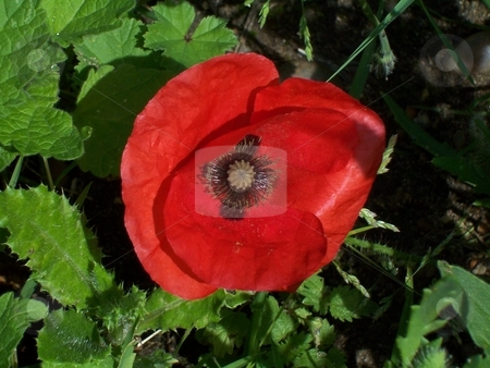 To use this stock image in your creative project, please select the size you need over to the right and click the "Add to Cart" button.
Your downloaded image will come with the Cutcaster watermark removed so don’t worry about the watermark you see on this page. Blooming stock photo, by Jack Richardson