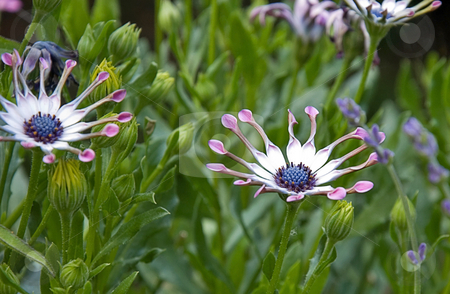 To use this stock image in your creative project, please select the size you need over to the right and click the "Add to Cart" button.
Your downloaded image will come with the Cutcaster watermark removed so don’t worry about the watermark you see on this page. African Daisy Flower stock photo, This delicate flower is an African Daisy and it's petals are spoon shaped for a truly unique blossom. by Valerie Garner