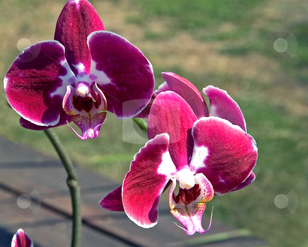 To use this stock image in your creative project, please select the size you need over to the right and click the "Add to Cart" button.
Your downloaded image will come with the Cutcaster watermark removed so don’t worry about the watermark you see on this page. Rare Colored Orchid stock photo, This is a rare colored orchid with stunning patterns of burgundy, reds and whites. by Valerie Garner