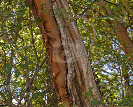 To use this stock image in your creative project, please select the size you need over to the right and click the "Add to Cart" button.
Your downloaded image will come with the Cutcaster watermark removed so don’t worry about the watermark you see on this page. Closeup of Madrona Tree Peeling stock photo, This closeup is a madrona tree that is famous for its unique properties of it's peeling bark. by Valerie Garner