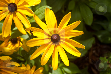 To use this stock image in your creative project, please select the size you need over to the right and click the "Add to Cart" button.
Your downloaded image will come with the Cutcaster watermark removed so don’t worry about the watermark you see on this page. Yellow Daisies stock photo, Yellow Daisies in Garden with Bee on Petal. by Steve Carroll