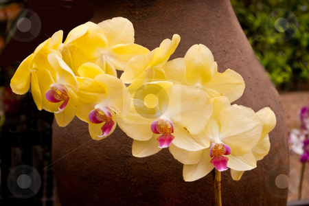 To use this stock image in your creative project, please select the size you need over to the right and click the "Add to Cart" button.
Your downloaded image will come with the Cutcaster watermark removed so don’t worry about the watermark you see on this page. Group of yellow orchids stock photo, Group of yellow orchids in front of terra cotta urn in greenhouse by Steve Carroll