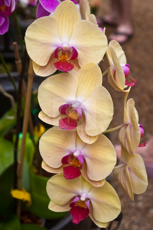 To use this stock image in your creative project, please select the size you need over to the right and click the "Add to Cart" button.
Your downloaded image will come with the Cutcaster watermark removed so don’t worry about the watermark you see on this page. Group of Yellow & Red Orchids stock photo, Group of yellow and red orchids in a greenhouse by Steve Carroll
