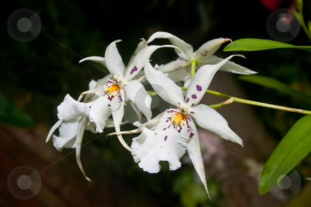 To use this stock image in your creative project, please select the size you need over to the right and click the "Add to Cart" button.
Your downloaded image will come with the Cutcaster watermark removed so don’t worry about the watermark you see on this page. White orchid stock photo, White orchid with purple spots, shot in a greenhouse by Steve Carroll