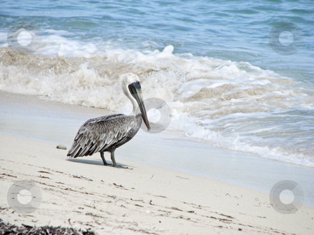 To use this stock image in your creative project, please select the size you need over to the right and click the "Add to Cart" button.
Your downloaded image will come with the Cutcaster watermark removed so don’t worry about the watermark you see on this page. Pelican on beach ready to wade into ocean stock photo, A pelican on the beach in St. Thomas about to wade into the water by Annette Davis