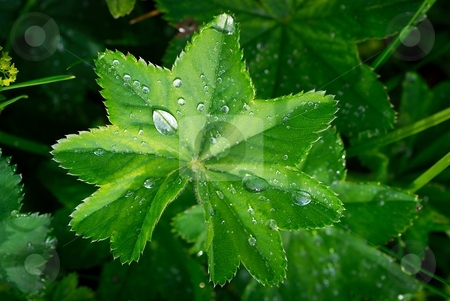To use this stock image in your creative project, please select the size you need over to the right and click the "Add to Cart" button.
Your downloaded image will come with the Cutcaster watermark removed so don’t worry about the watermark you see on this page. Green leaf after rain stock photo, Drops on a green leaf by Juraj Kovacik