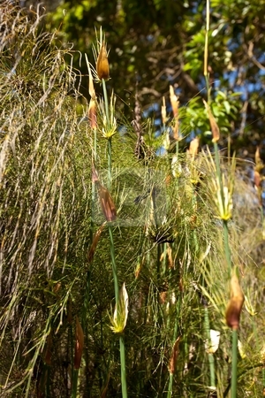 To use this stock image in your creative project, please select the size you need over to the right and click the "Add to Cart" button.
Your downloaded image will come with the Cutcaster watermark removed so don’t worry about the watermark you see on this page. Horsetail restio stock photo, Horsetail restio (Elegia capensis) is a tall, dark green, elegant plant with large, decorative, papery sheaths along the stems. by Mariusz Jurgielewicz