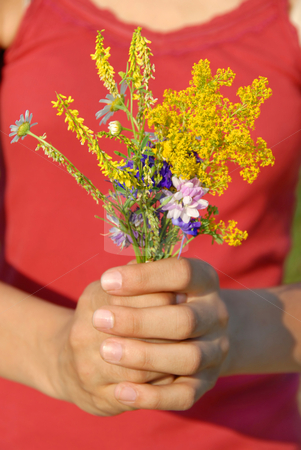 To use this stock image in your creative project, please select the size you need over to the right and click the "Add to Cart" button.
Your downloaded image will come with the Cutcaster watermark removed so don’t worry about the watermark you see on this page. Summer flowers bouquet stock photo, Various summer field flowers bouquet in girl hands by Julija Sapic