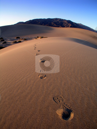 To use this stock image in your creative project, please select the size you need over to the right and click the "Add to Cart" button.
Your downloaded image will come with the Cutcaster watermark removed so don’t worry about the watermark you see on this page. Sand Dune Footsteps stock photo, by Ryan Dandy