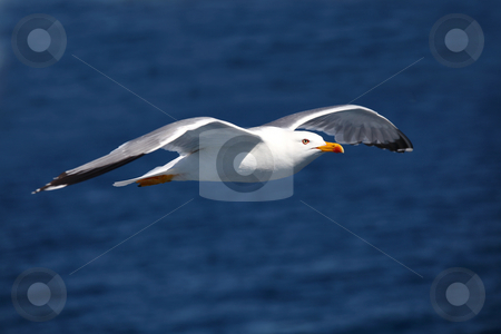 To use this stock image in your creative project, please select the size you need over to the right and click the "Add to Cart" button.
Your downloaded image will come with the Cutcaster watermark removed so don’t worry about the watermark you see on this page. Seagull stock photo, Seagull flying over the mediterranean sea by Amvrossios Bitloglou