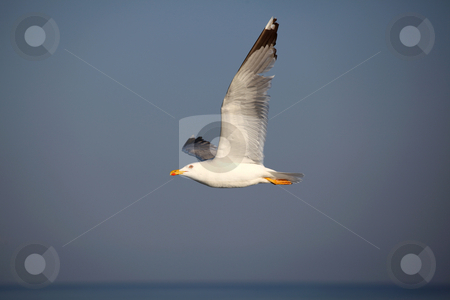 To use this stock image in your creative project, please select the size you need over to the right and click the "Add to Cart" button.
Your downloaded image will come with the Cutcaster watermark removed so don’t worry about the watermark you see on this page. Seagull stock photo, Seagull flying over the mediterranean sea by Amvrossios Bitloglou