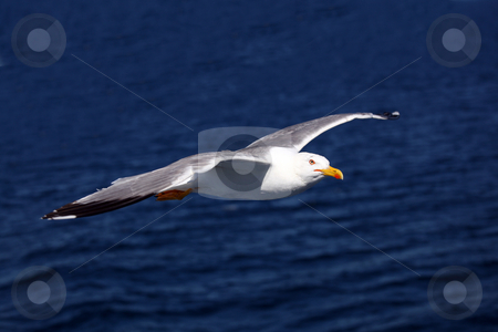 To use this stock image in your creative project, please select the size you need over to the right and click the "Add to Cart" button.
Your downloaded image will come with the Cutcaster watermark removed so don’t worry about the watermark you see on this page. Seagull stock photo, Seagull flying over the mediterranean sea by Amvrossios Bitloglou