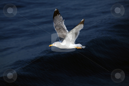 To use this stock image in your creative project, please select the size you need over to the right and click the "Add to Cart" button.
Your downloaded image will come with the Cutcaster watermark removed so don’t worry about the watermark you see on this page. Seagull stock photo, Seagull flying over the mediterranean sea by Amvrossios Bitloglou