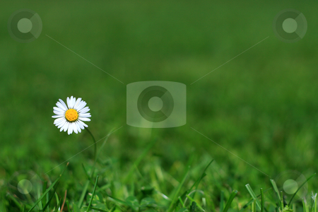 To use this stock image in your creative project, please select the size you need over to the right and click the "Add to Cart" button.
Your downloaded image will come with the Cutcaster watermark removed so don’t worry about the watermark you see on this page. Single daisy stock photo, Lonely daisy in a meadow by Wiktor Bubniak
