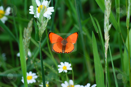 To use this stock image in your creative project, please select the size you need over to the right and click the "Add to Cart" button.
Your downloaded image will come with the Cutcaster watermark removed so don’t worry about the watermark you see on this page. Butterfly stock photo, Orange butterfly sit on white flower by Jolanta Dabrowska