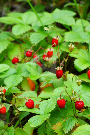 To use this stock image in your creative project, please select the size you need over to the right and click the "Add to Cart" button.
Your downloaded image will come with the Cutcaster watermark removed so don’t worry about the watermark you see on this page. wild strawberry stock photo, Ripe wild strawberry on bush in forest by Jolanta Dabrowska