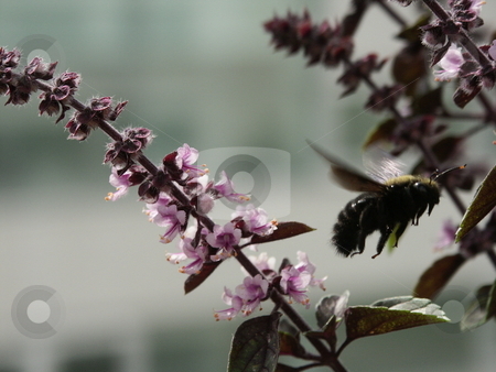 To use this stock image in your creative project, please select the size you need over to the right and click the "Add to Cart" button.
Your downloaded image will come with the Cutcaster watermark removed so don’t worry about the watermark you see on this page. Flying bumblebee stock photo, Flying bumblebee near basil by Thomas K?