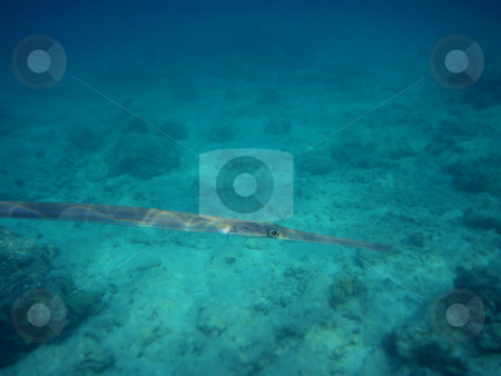 To use this stock image in your creative project, please select the size you need over to the right and click the "Add to Cart" button.
Your downloaded image will come with the Cutcaster watermark removed so don’t worry about the watermark you see on this page. Pipefish stock photo, Pipefish in the red sea by Thomas K?