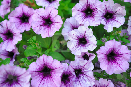To use this stock image in your creative project, please select the size you need over to the right and click the "Add to Cart" button.
Your downloaded image will come with the Cutcaster watermark removed so don’t worry about the watermark you see on this page. Beautiful Lavender Colored Flowers stock photo, Closeup of flowers in varying shades of purple with leaves in the background by Lynn Bendickson