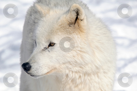 To use this stock image in your creative project, please select the size you need over to the right and click the "Add to Cart" button.
Your downloaded image will come with the Cutcaster watermark removed so don’t worry about the watermark you see on this page. Arctic Wolf stock photo, Arctic wolf in Winter by Alain Turgeon