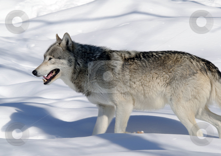 To use this stock image in your creative project, please select the size you need over to the right and click the "Add to Cart" button.
Your downloaded image will come with the Cutcaster watermark removed so don’t worry about the watermark you see on this page. Gray Wolf stock photo, Close-up portrait of a gray wolf in Winter by Alain Turgeon