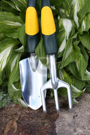 To use this stock image in your creative project, please select the size you need over to the right and click the "Add to Cart" button.
Your downloaded image will come with the Cutcaster watermark removed so don’t worry about the watermark you see on this page. Garden Tools stock photo, Gardening tools for planting or transplanting with a Hosta plant in background by Dee Boldrick