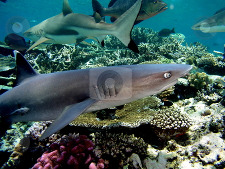 To use this stock image in your creative project, please select the size you need over to the right and click the "Add to Cart" button.
Your downloaded image will come with the Cutcaster watermark removed so don’t worry about the watermark you see on this page. Whitetip Reef Shark stock photo, by Ryan Dandy